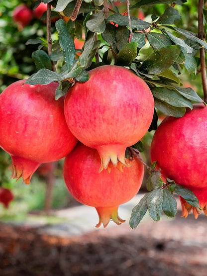 Parfianka Pomegranate Tree, Fruit Bearing, Hardy, 1 gal Nursery Pot, 12-18 in Tree Height (Due to Agricultural Laws, we Cannot Ship to CA, AZ, AK, or HI)