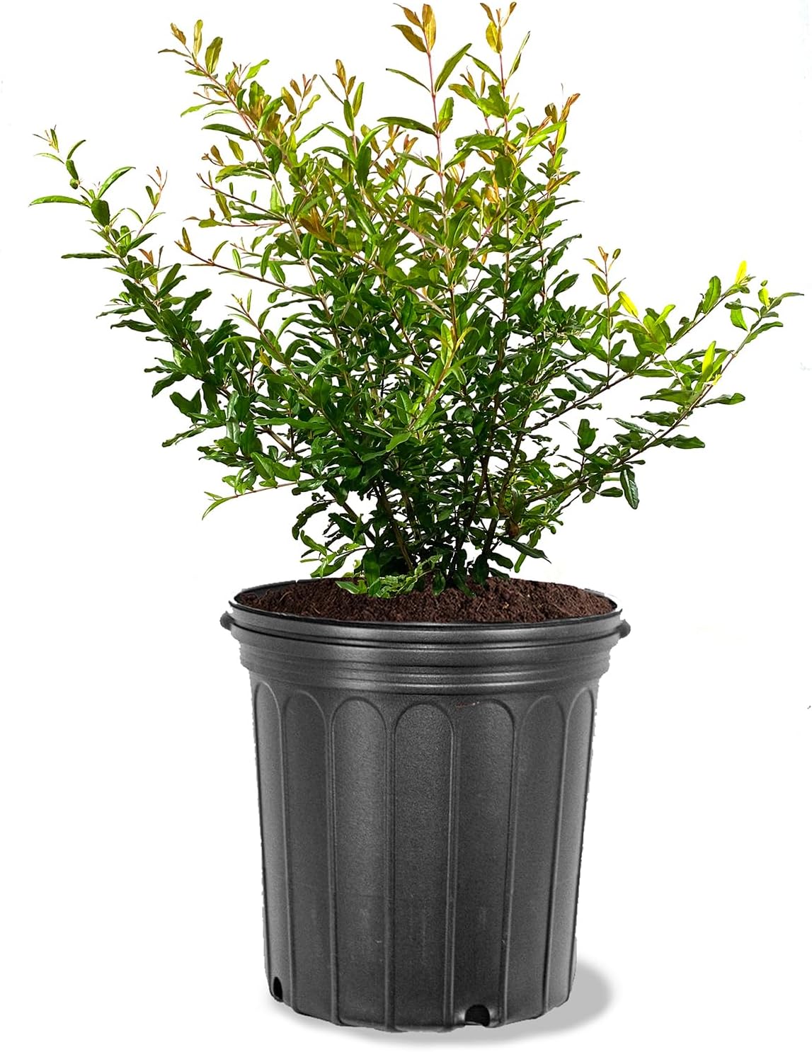 Parfianka Pomegranate Tree, Fruit Bearing, Hardy, 1 gal Nursery Pot, 12-18 in Tree Height (Due to Agricultural Laws, we Cannot Ship to CA, AZ, AK, or HI)