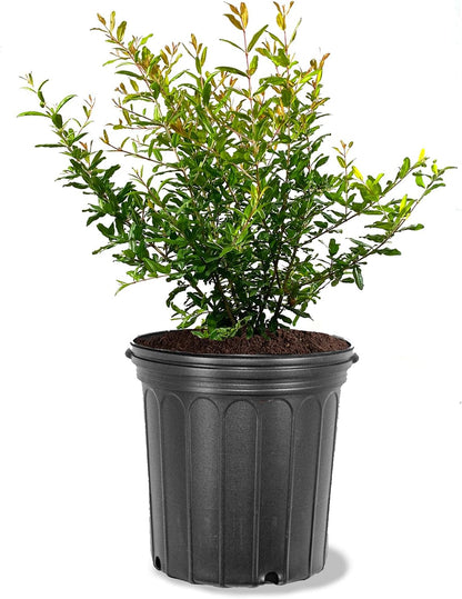 Parfianka Pomegranate Tree, Fruit Bearing, Hardy, 1 gal Nursery Pot, 12-18 in Tree Height (Due to Agricultural Laws, we Cannot Ship to CA, AZ, AK, or HI)