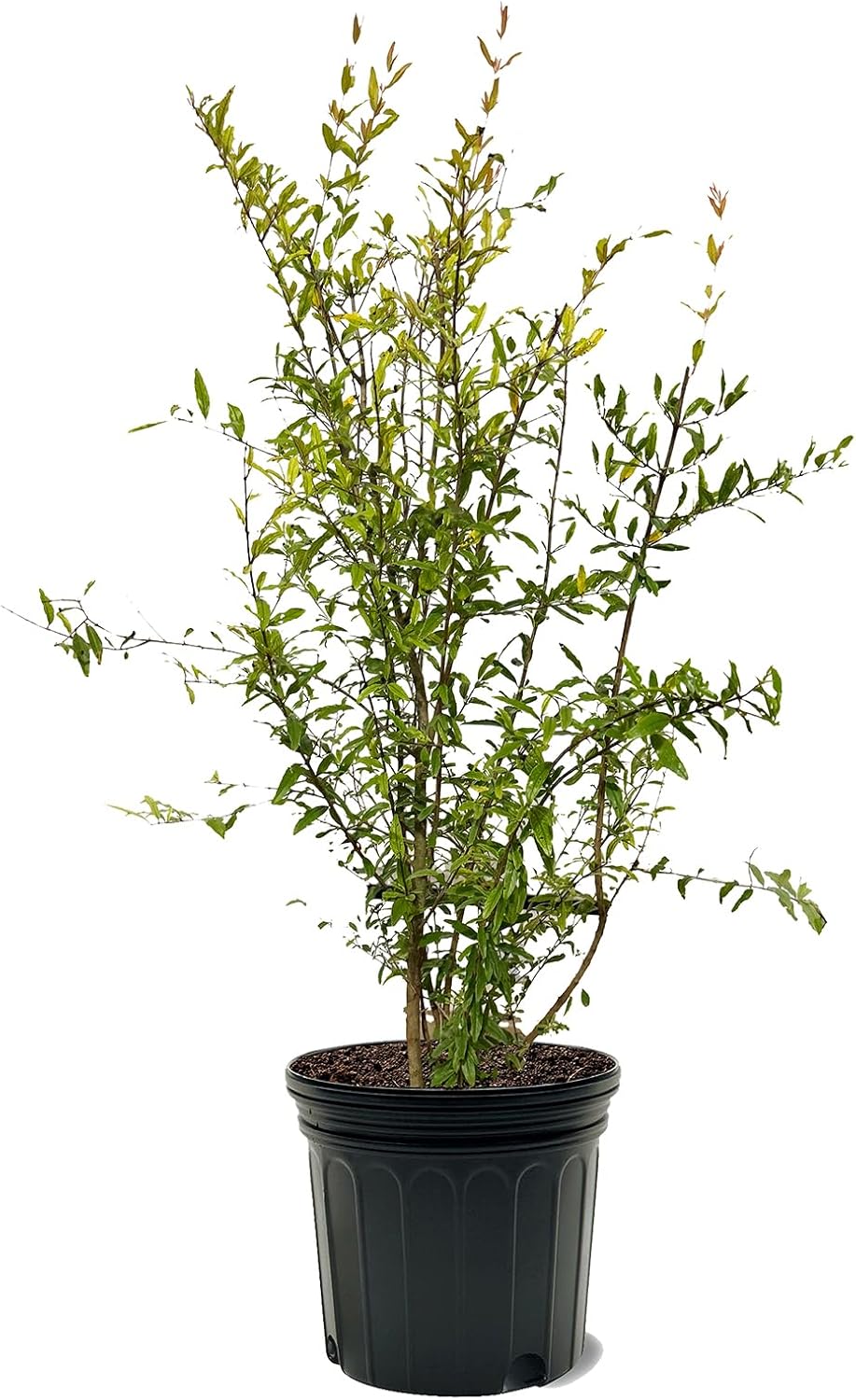 Parfianka Pomegranate Tree, Fruit Bearing, Hardy, 1 gal Nursery Pot, 12-18 in Tree Height (Due to Agricultural Laws, we Cannot Ship to CA, AZ, AK, or HI)