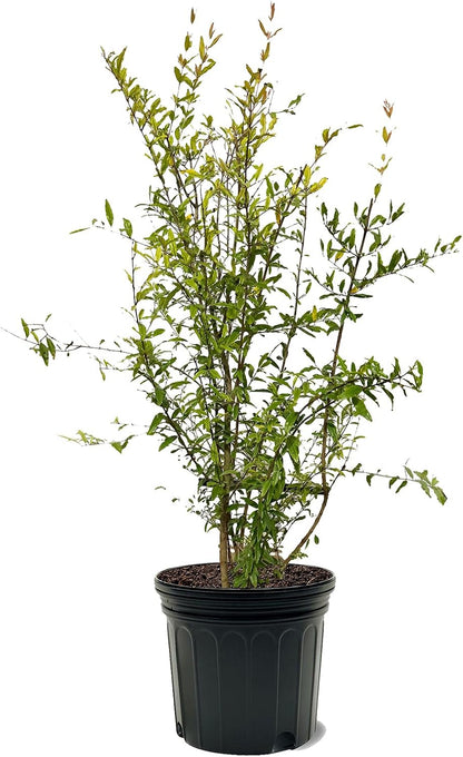 Parfianka Pomegranate Tree, Fruit Bearing, Hardy, 1 gal Nursery Pot, 12-18 in Tree Height (Due to Agricultural Laws, we Cannot Ship to CA, AZ, AK, or HI)