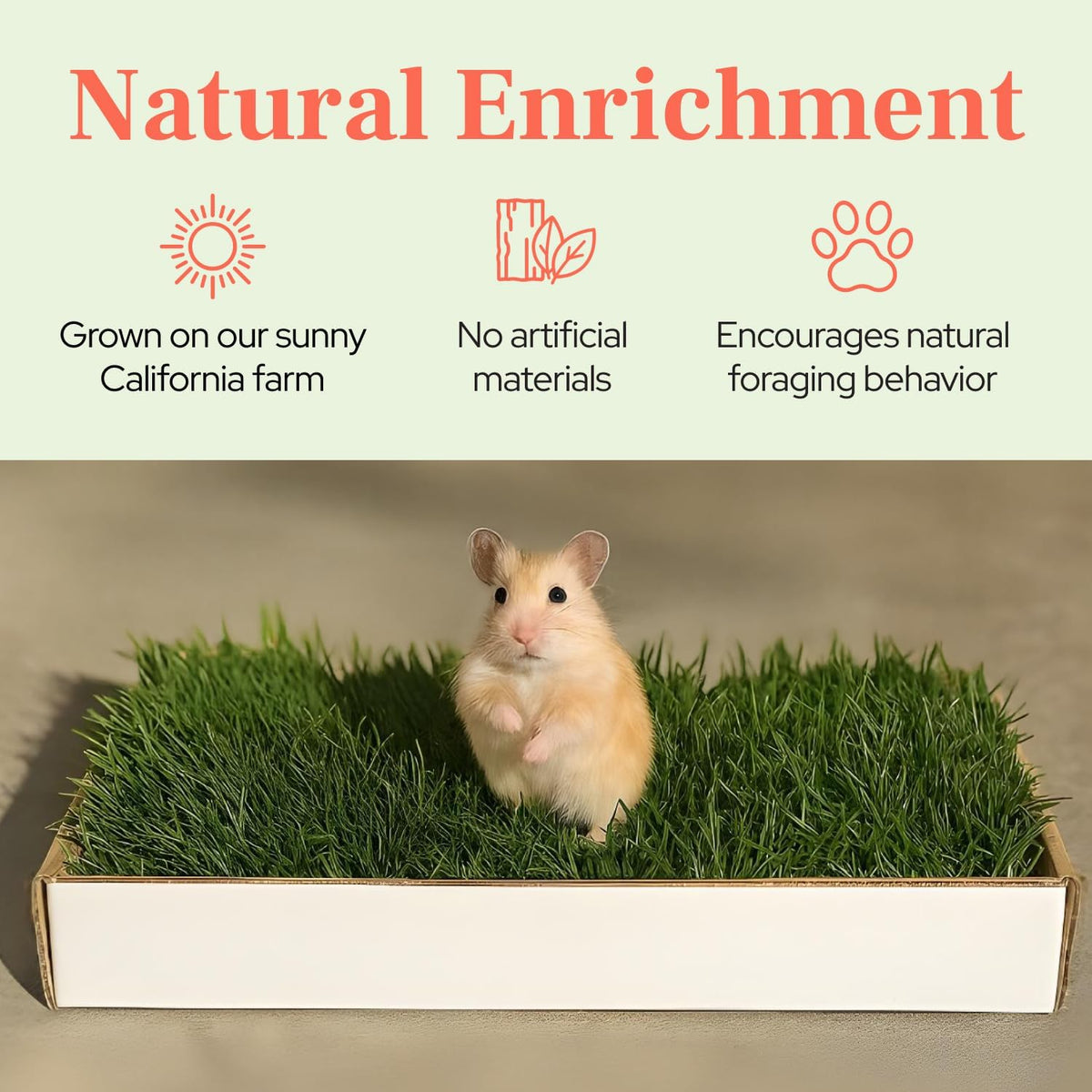 Natural Grass Patch for Guinea Pig, Hamster, Rabbit, Grande 24x9
