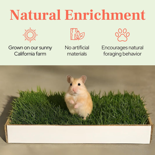 Natural Grass Patch for Guinea Pig, Hamster, Rabbit, Grande 24x9