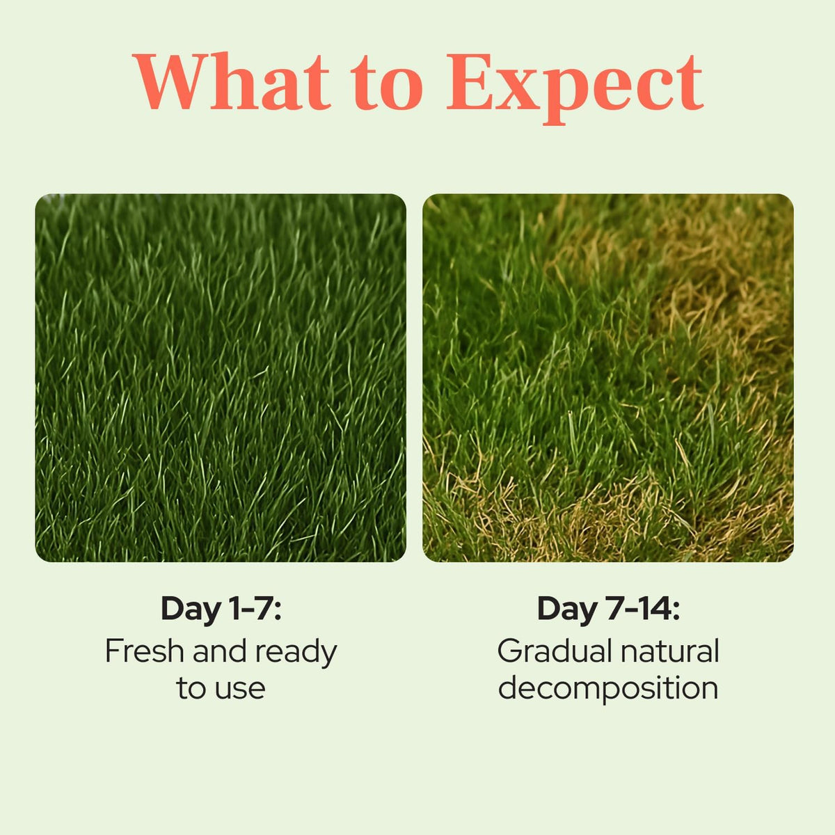 Natural Grass Patch for Guinea Pig, Hamster, Rabbit, Grande 24x9