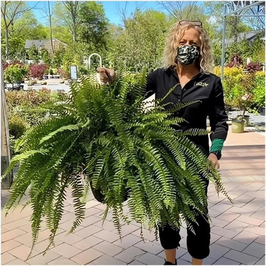 UV Resistant Lifelike Artificial Boston Fern - 2024 New Faux Boston Ferns Outdoor Planter Large, Realistic Fake Feen Hanging Silk Fern Stems Indoor Basket Plant Urn Fillers Front Porch (2, Green)