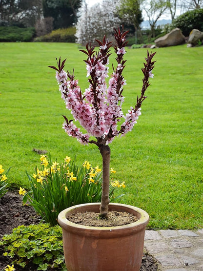 Bonanza Patio Peach Tree, Compact, Fruit Bearing, Deciduous, Self-Sufficient, 7 gal, Nursery Pot (Due to Agricultural Laws, we Cannot Ship to CA, AZ, AK, or HI)