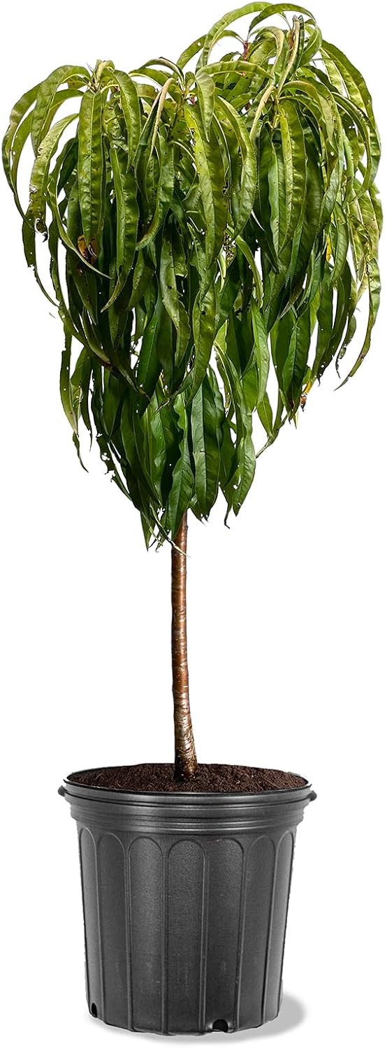 Bonanza Patio Peach Tree, Compact, Fruit Bearing, Deciduous, Self-Sufficient, 7 gal, Nursery Pot (Due to Agricultural Laws, we Cannot Ship to CA, AZ, AK, or HI)