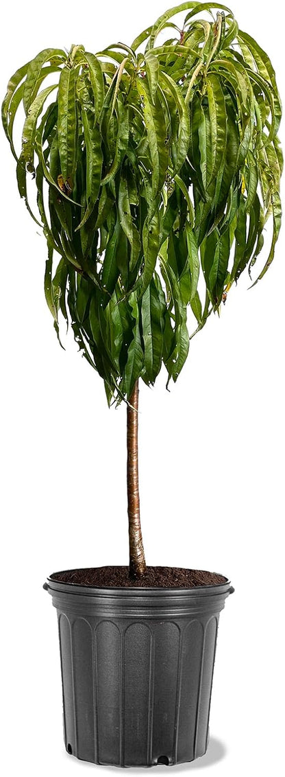Bonanza Patio Peach Tree, Compact, Fruit Bearing, Deciduous, Self-Sufficient, 7 gal, Nursery Pot (Due to Agricultural Laws, we Cannot Ship to CA, AZ, AK, or HI)
