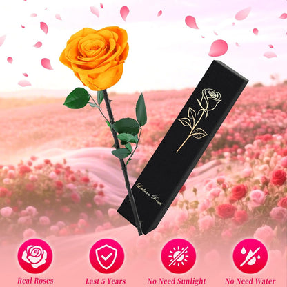 Single Forever Roses Luxury Gift for Women/Men, Birthday Gifts for Women,Flowers Gifts for Girlfriend,Wife,Mom,Anniversary,Valentine's Day,Wedding,Graduation,Presents for Her,Red