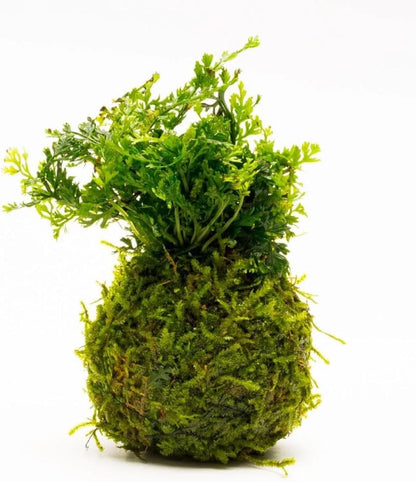 Live Planted Decor - Mini Bolbitis on Clay Moss Ball - Deep Green Fern Leaves Freshwater Aquatic Plant, Low Light, Foreground to Midground Tank Placement for Aquascaping - 1 Pack