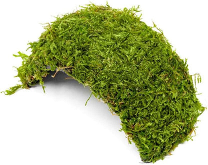 Live Planted Decor - Mini Bolbitis on Clay Moss Ball - Deep Green Fern Leaves Freshwater Aquatic Plant, Low Light, Foreground to Midground Tank Placement for Aquascaping - 1 Pack