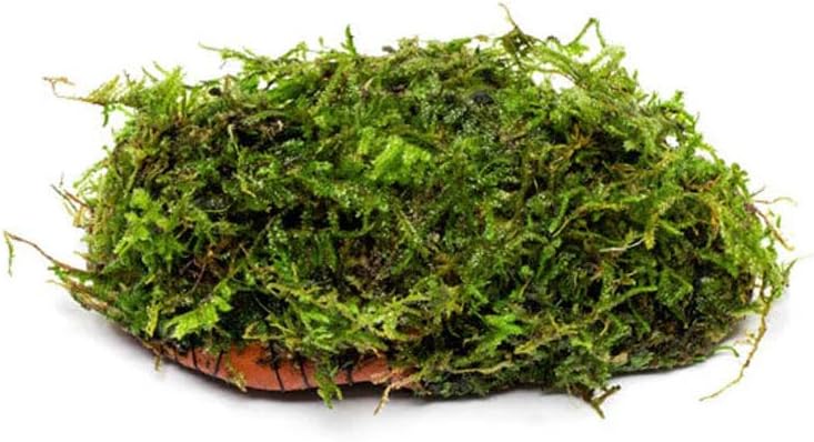 Live Planted Decor - Mini Bolbitis on Clay Moss Ball - Deep Green Fern Leaves Freshwater Aquatic Plant, Low Light, Foreground to Midground Tank Placement for Aquascaping - 1 Pack