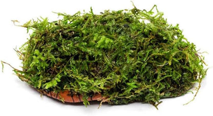 Live Planted Decor - Mini Bolbitis on Clay Moss Ball - Deep Green Fern Leaves Freshwater Aquatic Plant, Low Light, Foreground to Midground Tank Placement for Aquascaping - 1 Pack