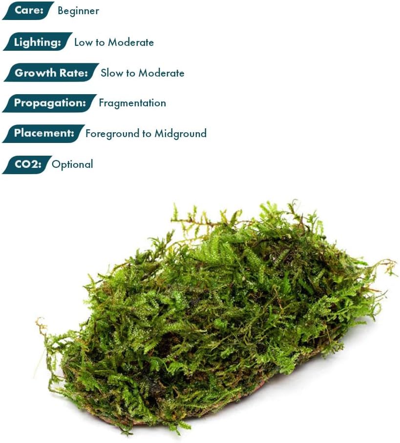 Live Planted Decor - Mini Bolbitis on Clay Moss Ball - Deep Green Fern Leaves Freshwater Aquatic Plant, Low Light, Foreground to Midground Tank Placement for Aquascaping - 1 Pack