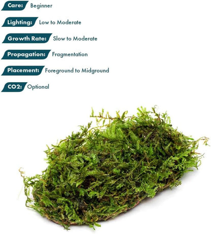 Live Planted Decor - Mini Bolbitis on Clay Moss Ball - Deep Green Fern Leaves Freshwater Aquatic Plant, Low Light, Foreground to Midground Tank Placement for Aquascaping - 1 Pack