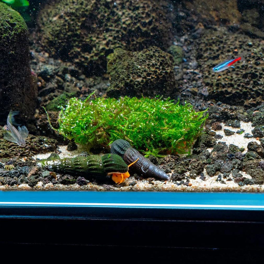 Live Planted Decor - Mini Bolbitis on Clay Moss Ball - Deep Green Fern Leaves Freshwater Aquatic Plant, Low Light, Foreground to Midground Tank Placement for Aquascaping - 1 Pack