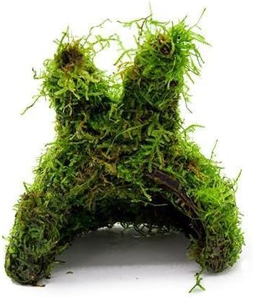 Live Planted Decor - Mini Bolbitis on Clay Moss Ball - Deep Green Fern Leaves Freshwater Aquatic Plant, Low Light, Foreground to Midground Tank Placement for Aquascaping - 1 Pack