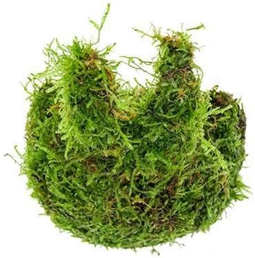 Live Planted Decor - Mini Bolbitis on Clay Moss Ball - Deep Green Fern Leaves Freshwater Aquatic Plant, Low Light, Foreground to Midground Tank Placement for Aquascaping - 1 Pack