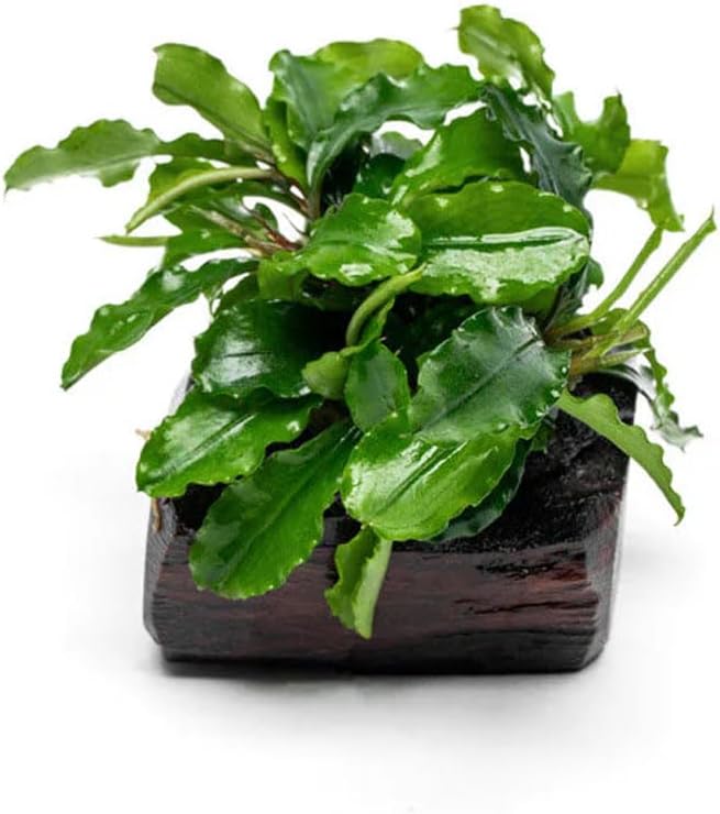 Live Planted Decor - Mini Bolbitis on Clay Moss Ball - Deep Green Fern Leaves Freshwater Aquatic Plant, Low Light, Foreground to Midground Tank Placement for Aquascaping - 1 Pack