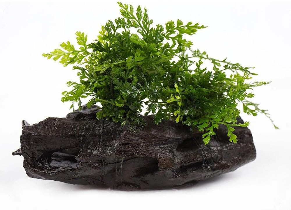 Live Planted Decor - Mini Bolbitis on Clay Moss Ball - Deep Green Fern Leaves Freshwater Aquatic Plant, Low Light, Foreground to Midground Tank Placement for Aquascaping - 1 Pack