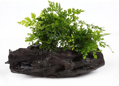 Live Planted Decor - Mini Bolbitis on Clay Moss Ball - Deep Green Fern Leaves Freshwater Aquatic Plant, Low Light, Foreground to Midground Tank Placement for Aquascaping - 1 Pack