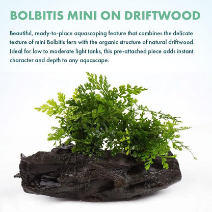 Live Planted Decor - Mini Bolbitis on Clay Moss Ball - Deep Green Fern Leaves Freshwater Aquatic Plant, Low Light, Foreground to Midground Tank Placement for Aquascaping - 1 Pack
