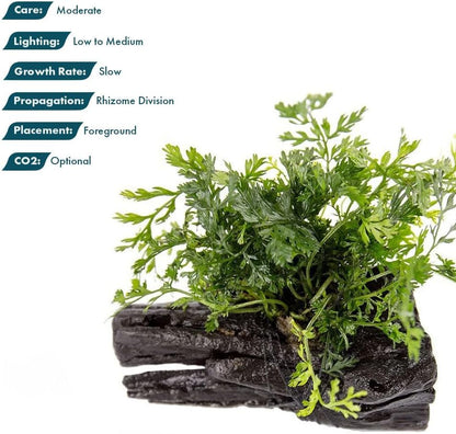 Live Planted Decor - Mini Bolbitis on Clay Moss Ball - Deep Green Fern Leaves Freshwater Aquatic Plant, Low Light, Foreground to Midground Tank Placement for Aquascaping - 1 Pack