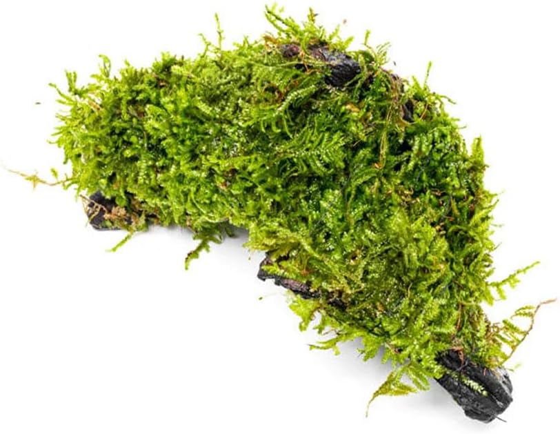 Live Planted Decor - Mini Bolbitis on Clay Moss Ball - Deep Green Fern Leaves Freshwater Aquatic Plant, Low Light, Foreground to Midground Tank Placement for Aquascaping - 1 Pack