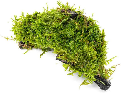 Live Planted Decor - Mini Bolbitis on Clay Moss Ball - Deep Green Fern Leaves Freshwater Aquatic Plant, Low Light, Foreground to Midground Tank Placement for Aquascaping - 1 Pack