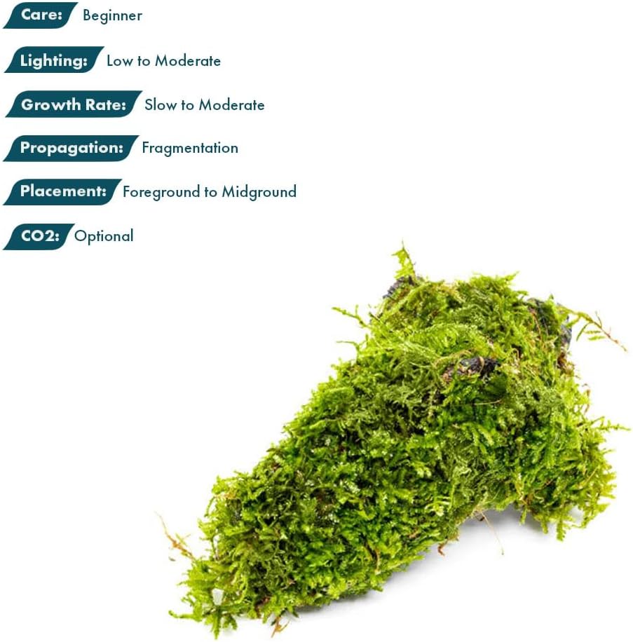 Live Planted Decor - Mini Bolbitis on Clay Moss Ball - Deep Green Fern Leaves Freshwater Aquatic Plant, Low Light, Foreground to Midground Tank Placement for Aquascaping - 1 Pack