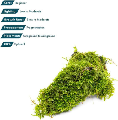 Live Planted Decor - Mini Bolbitis on Clay Moss Ball - Deep Green Fern Leaves Freshwater Aquatic Plant, Low Light, Foreground to Midground Tank Placement for Aquascaping - 1 Pack