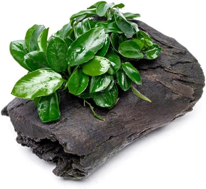 Live Planted Decor - Mini Bolbitis on Clay Moss Ball - Deep Green Fern Leaves Freshwater Aquatic Plant, Low Light, Foreground to Midground Tank Placement for Aquascaping - 1 Pack