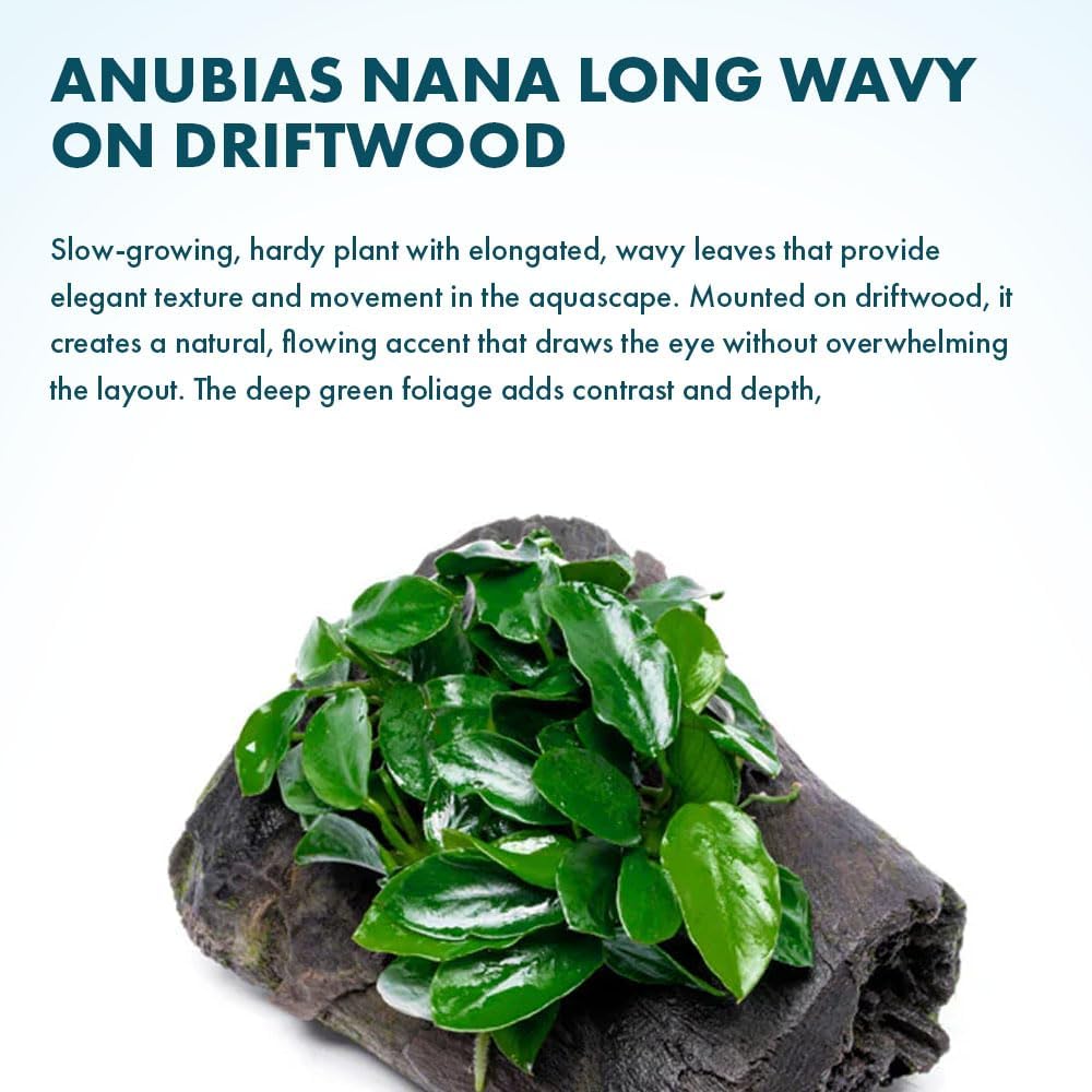 Live Planted Decor - Mini Bolbitis on Clay Moss Ball - Deep Green Fern Leaves Freshwater Aquatic Plant, Low Light, Foreground to Midground Tank Placement for Aquascaping - 1 Pack