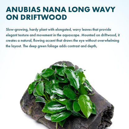 Live Planted Decor - Mini Bolbitis on Clay Moss Ball - Deep Green Fern Leaves Freshwater Aquatic Plant, Low Light, Foreground to Midground Tank Placement for Aquascaping - 1 Pack