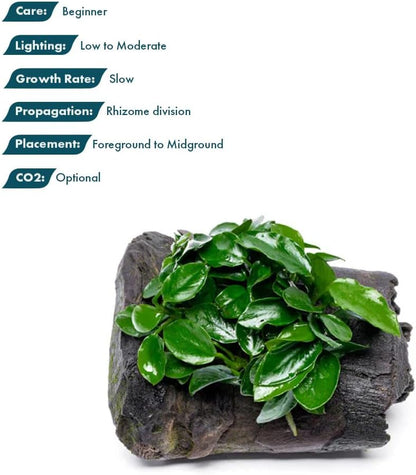 Live Planted Decor - Mini Bolbitis on Clay Moss Ball - Deep Green Fern Leaves Freshwater Aquatic Plant, Low Light, Foreground to Midground Tank Placement for Aquascaping - 1 Pack