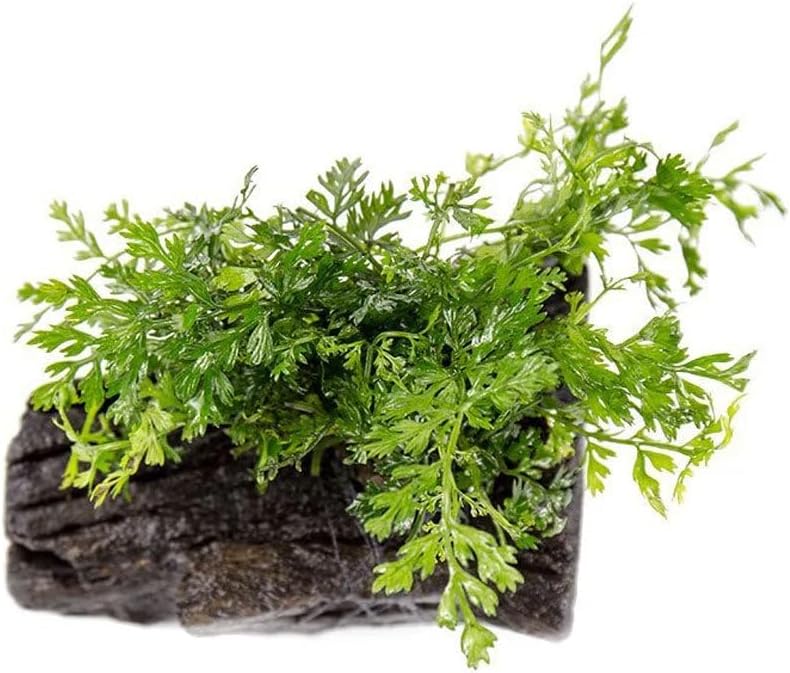 Live Planted Decor - Mini Bolbitis on Clay Moss Ball - Deep Green Fern Leaves Freshwater Aquatic Plant, Low Light, Foreground to Midground Tank Placement for Aquascaping - 1 Pack
