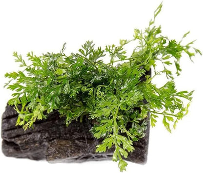 Live Planted Decor - Mini Bolbitis on Clay Moss Ball - Deep Green Fern Leaves Freshwater Aquatic Plant, Low Light, Foreground to Midground Tank Placement for Aquascaping - 1 Pack