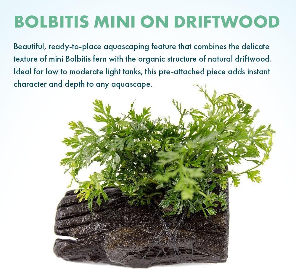 Live Planted Decor - Mini Bolbitis on Clay Moss Ball - Deep Green Fern Leaves Freshwater Aquatic Plant, Low Light, Foreground to Midground Tank Placement for Aquascaping - 1 Pack