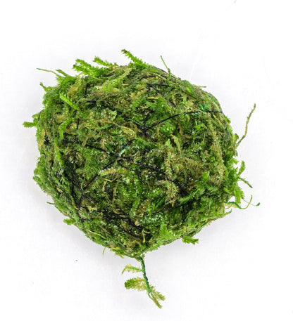 Live Planted Decor - Mini Bolbitis on Clay Moss Ball - Deep Green Fern Leaves Freshwater Aquatic Plant, Low Light, Foreground to Midground Tank Placement for Aquascaping - 1 Pack