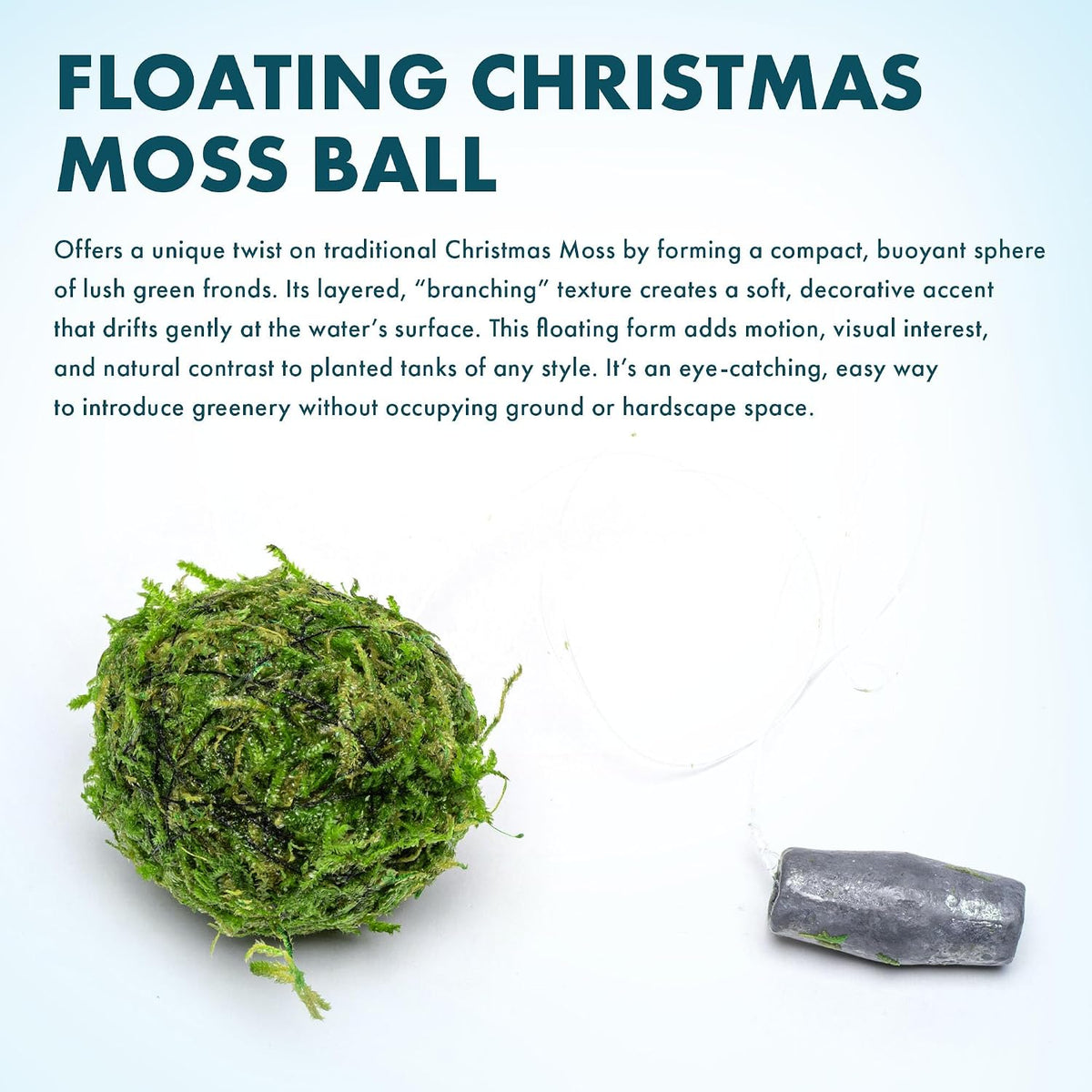 Live Planted Decor - Mini Bolbitis on Clay Moss Ball - Deep Green Fern Leaves Freshwater Aquatic Plant, Low Light, Foreground to Midground Tank Placement for Aquascaping - 1 Pack