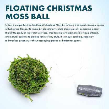 Live Planted Decor - Mini Bolbitis on Clay Moss Ball - Deep Green Fern Leaves Freshwater Aquatic Plant, Low Light, Foreground to Midground Tank Placement for Aquascaping - 1 Pack