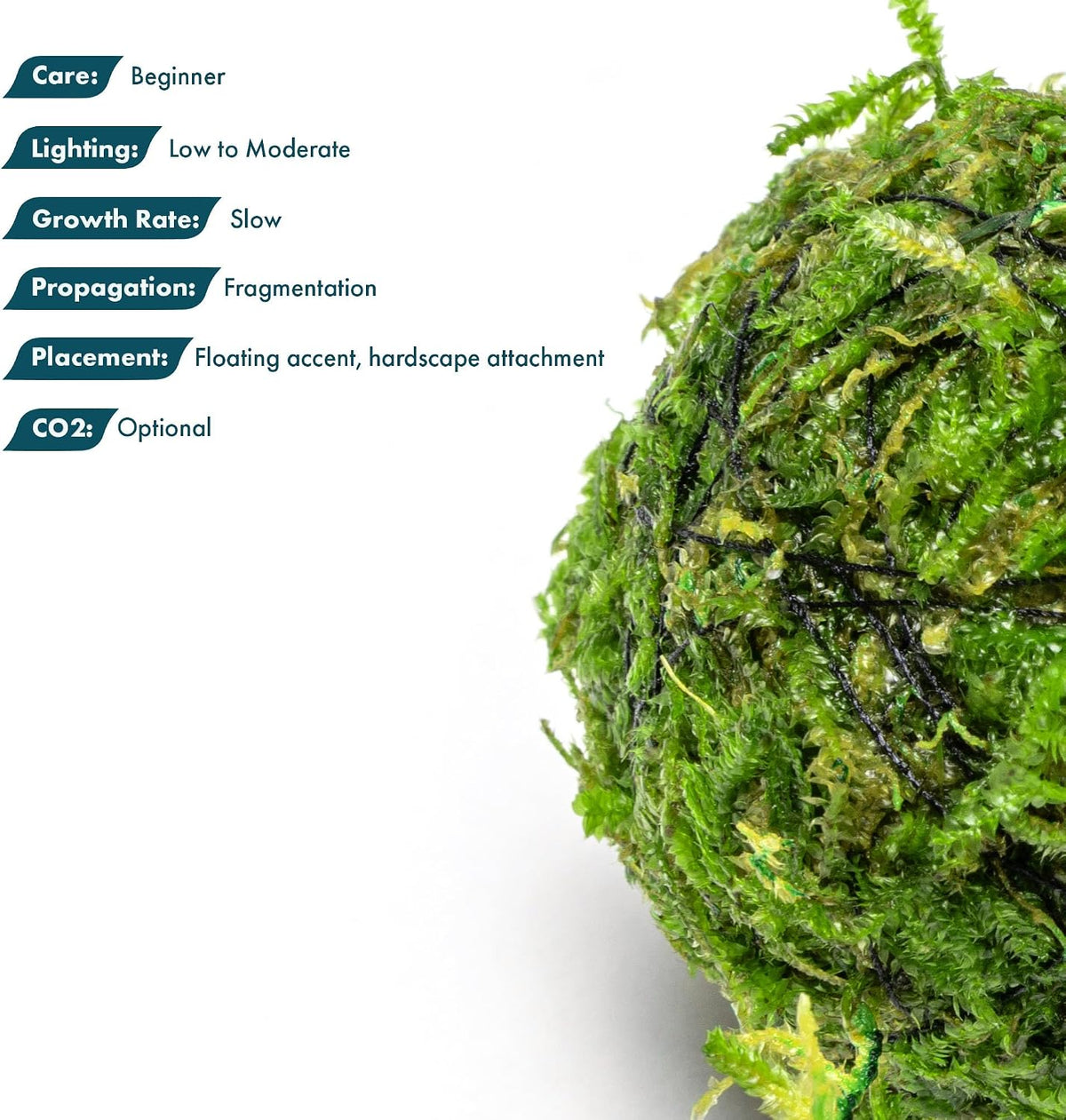 Live Planted Decor - Mini Bolbitis on Clay Moss Ball - Deep Green Fern Leaves Freshwater Aquatic Plant, Low Light, Foreground to Midground Tank Placement for Aquascaping - 1 Pack