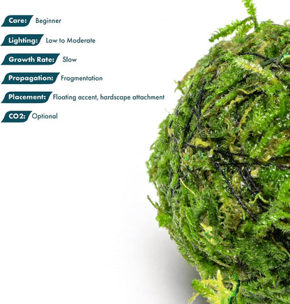 Live Planted Decor - Mini Bolbitis on Clay Moss Ball - Deep Green Fern Leaves Freshwater Aquatic Plant, Low Light, Foreground to Midground Tank Placement for Aquascaping - 1 Pack