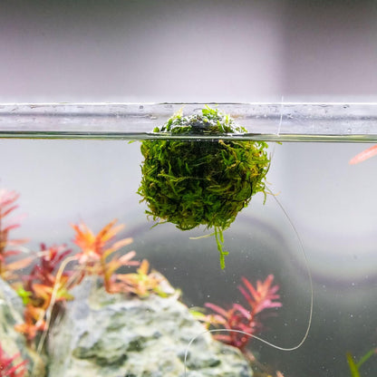 Live Planted Decor - Mini Bolbitis on Clay Moss Ball - Deep Green Fern Leaves Freshwater Aquatic Plant, Low Light, Foreground to Midground Tank Placement for Aquascaping - 1 Pack