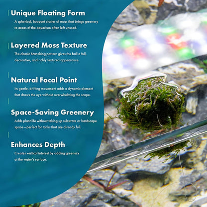 Live Planted Decor - Mini Bolbitis on Clay Moss Ball - Deep Green Fern Leaves Freshwater Aquatic Plant, Low Light, Foreground to Midground Tank Placement for Aquascaping - 1 Pack