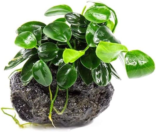 Live Planted Decor - Mini Bolbitis on Clay Moss Ball - Deep Green Fern Leaves Freshwater Aquatic Plant, Low Light, Foreground to Midground Tank Placement for Aquascaping - 1 Pack