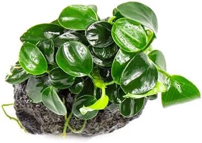 Live Planted Decor - Mini Bolbitis on Clay Moss Ball - Deep Green Fern Leaves Freshwater Aquatic Plant, Low Light, Foreground to Midground Tank Placement for Aquascaping - 1 Pack