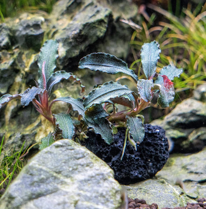Live Planted Decor - Mini Bolbitis on Clay Moss Ball - Deep Green Fern Leaves Freshwater Aquatic Plant, Low Light, Foreground to Midground Tank Placement for Aquascaping - 1 Pack