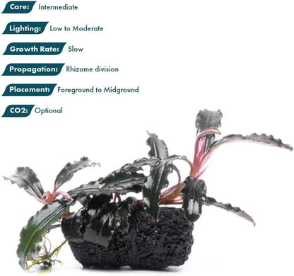 Live Planted Decor - Mini Bolbitis on Clay Moss Ball - Deep Green Fern Leaves Freshwater Aquatic Plant, Low Light, Foreground to Midground Tank Placement for Aquascaping - 1 Pack
