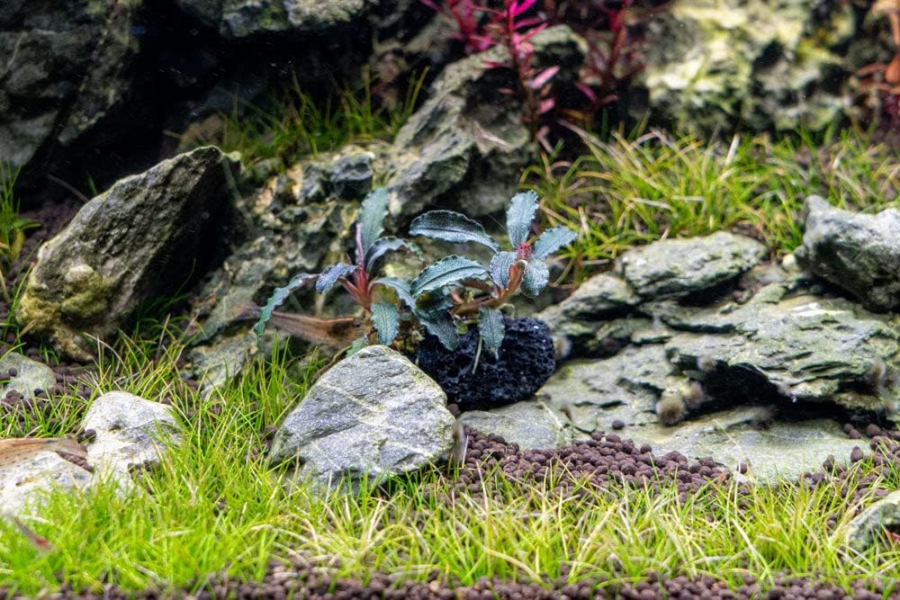 Live Planted Decor - Mini Bolbitis on Clay Moss Ball - Deep Green Fern Leaves Freshwater Aquatic Plant, Low Light, Foreground to Midground Tank Placement for Aquascaping - 1 Pack